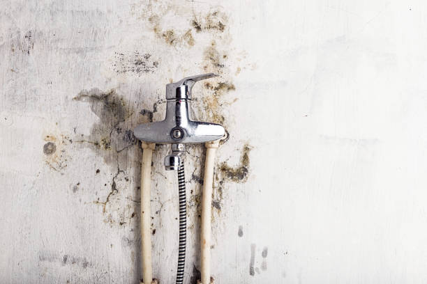 Best Mold Damage Repair  in Ivins, UT