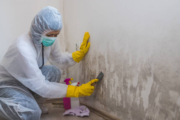 Best Mold Removal Process  in Ivins, UT