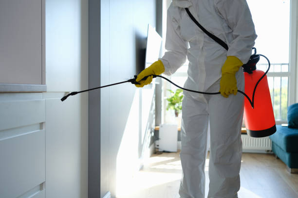 Best Attic Mold Removal  in Ivins, UT