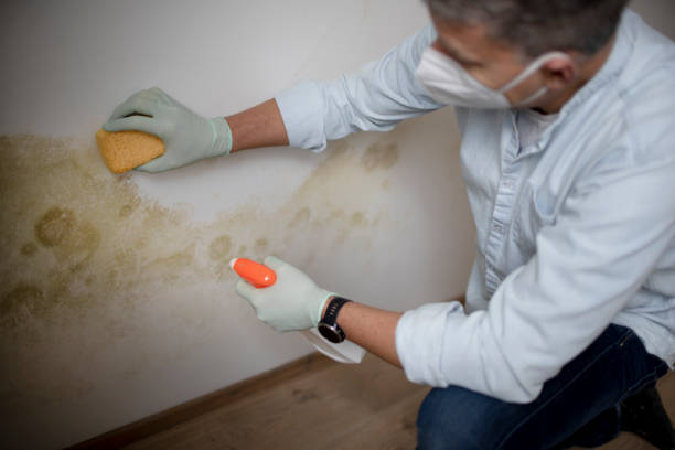 Best Home Mold Removal  in Ivins, UT