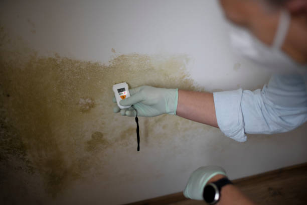 Mold Removal Process in Ivins, UT