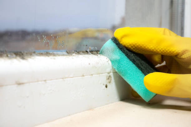 Best Mold Remediation  in Ivins, UT
