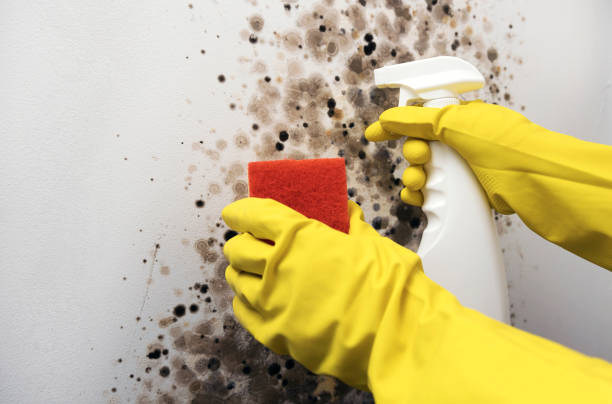 Best Black Mold Removal  in Ivins, UT