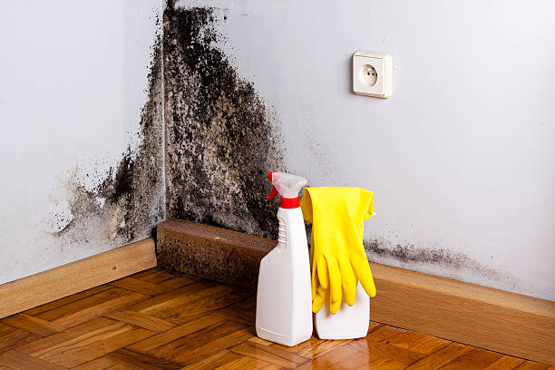 Crawl Space Mold Removal in Ivins, UT