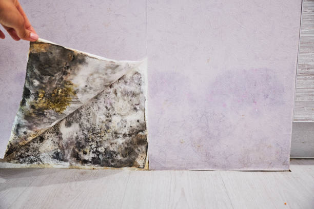 Best Best Mold Removal Companies  in Ivins, UT